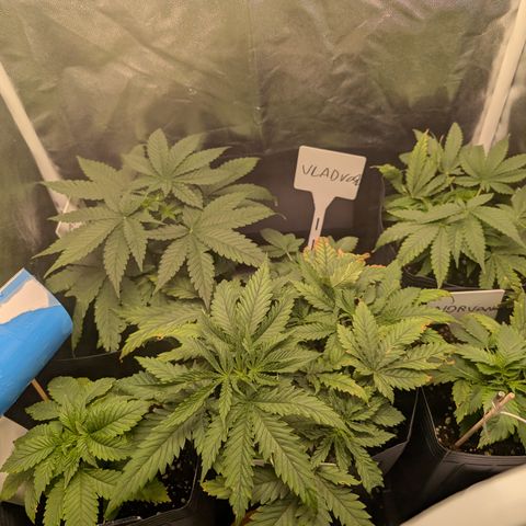 Gaga growlog timeline photo