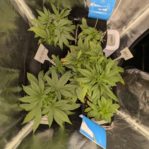 Gaga growlog timeline photo