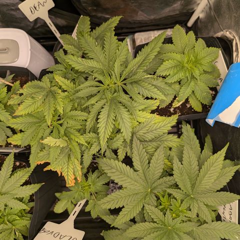 Gaga growlog timeline photo