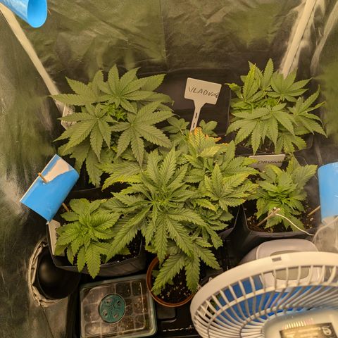 Gaga growlog timeline photo