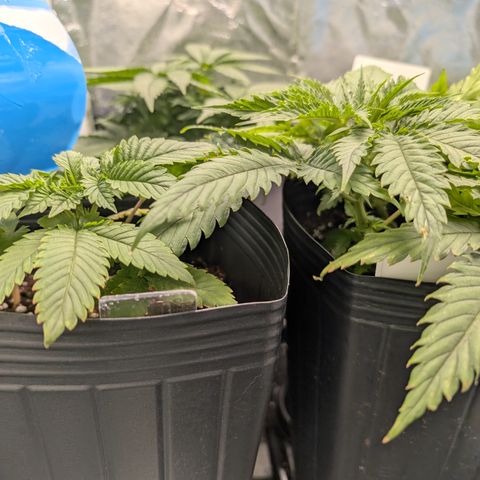 Gaga growlog timeline photo
