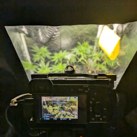 Gaga growlog timeline photo