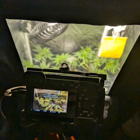 Gaga growlog timeline photo