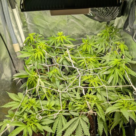 Gaga growlog timeline photo