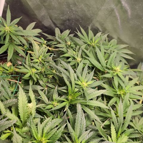 Gaga growlog timeline photo