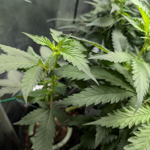 Gaga growlog timeline photo