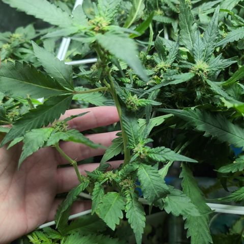 Gaga growlog timeline photo