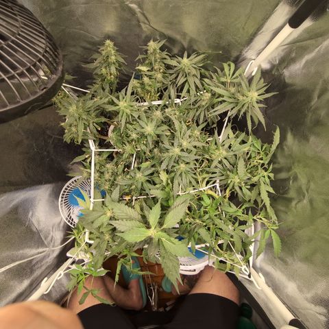 Gaga growlog timeline photo