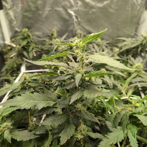Gaga growlog timeline photo