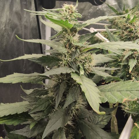 Gaga growlog timeline photo