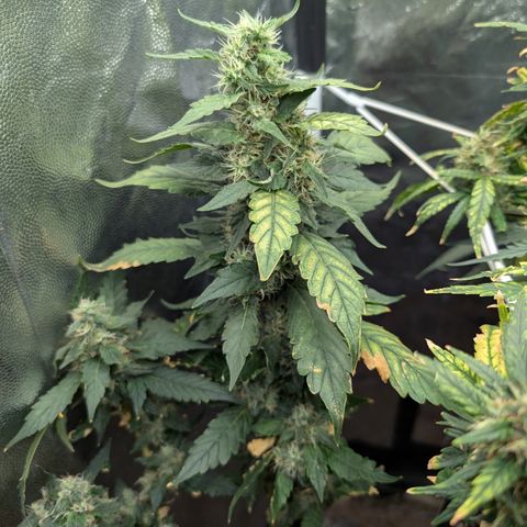 Gaga growlog timeline photo