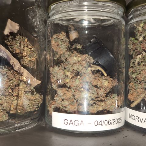 Gaga growlog timeline photo