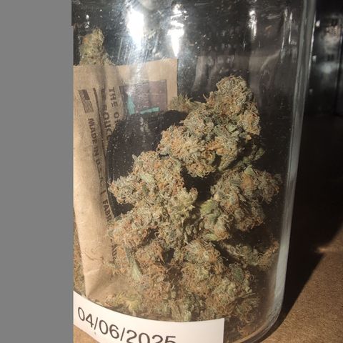 Gaga growlog timeline photo