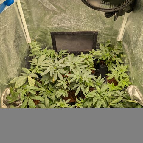 Gaga growlog timeline photo