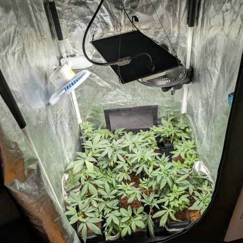 Gaga growlog timeline photo