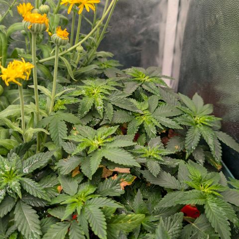 Tropicália growlog timeline photo