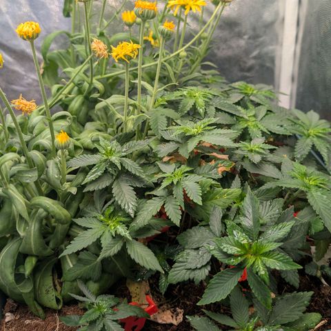 Tropicália growlog timeline photo