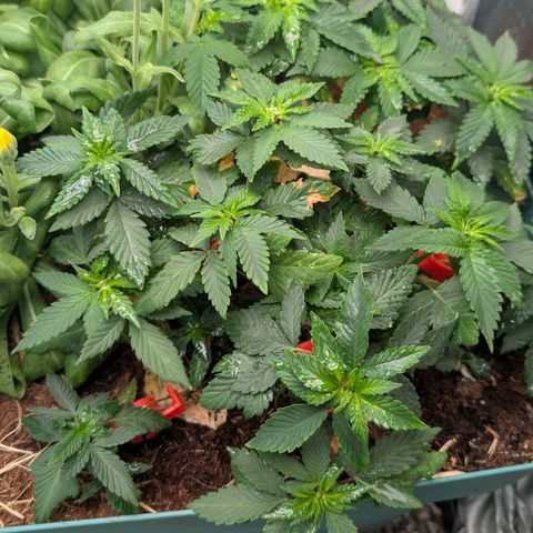 Tropicália growlog timeline photo