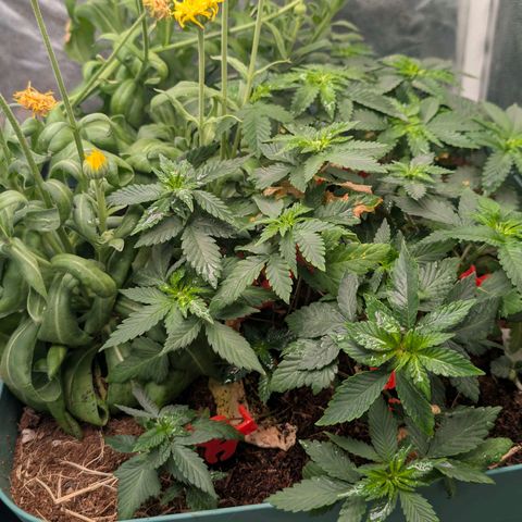 Tropicália growlog timeline photo