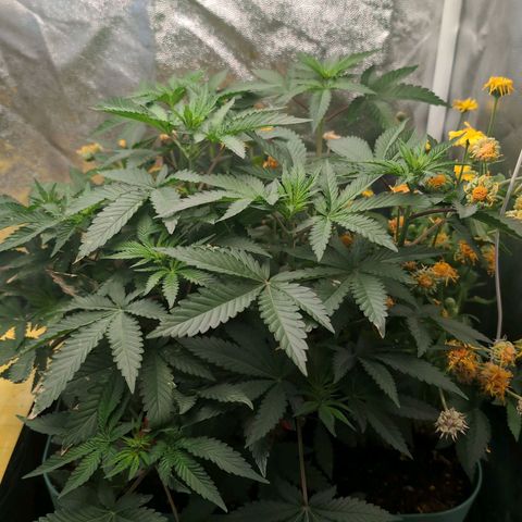 Tropicália growlog timeline photo