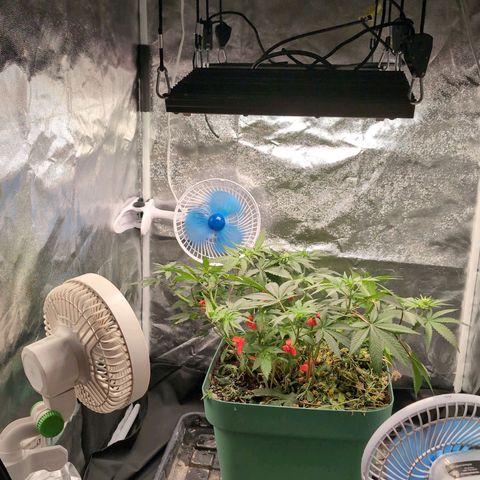 Tropicália growlog photo: Montagem da 80x80 