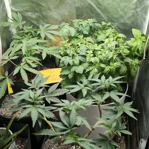 Tropicália growlog timeline photo