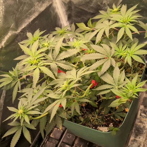 Tropicália growlog timeline photo