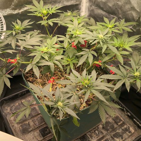Tropicália growlog timeline photo