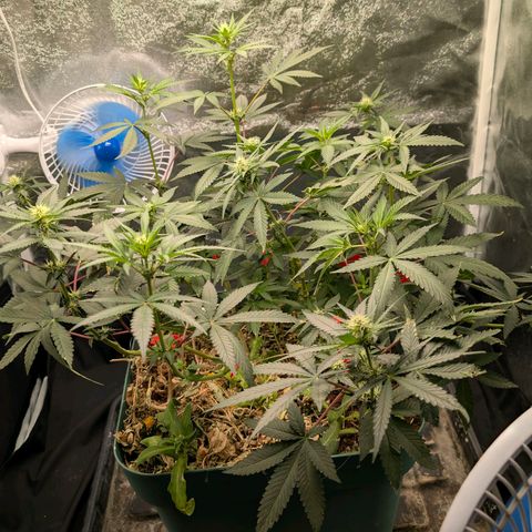 Tropicália growlog timeline photo