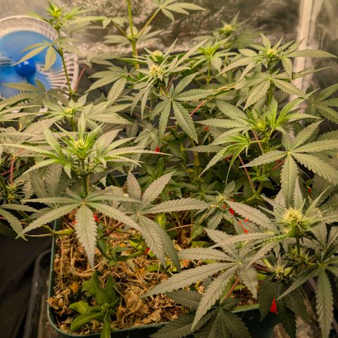 Tropicália growlog timeline photo