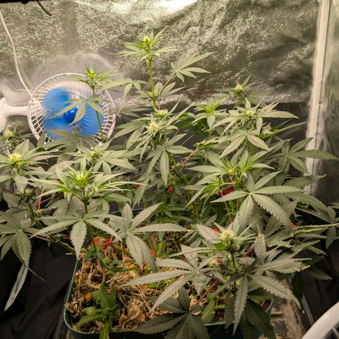 Tropicália growlog timeline photo