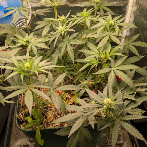 Tropicália growlog timeline photo