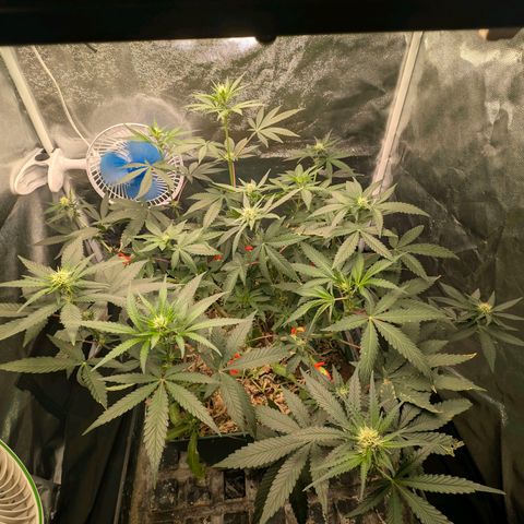 Tropicália growlog timeline photo