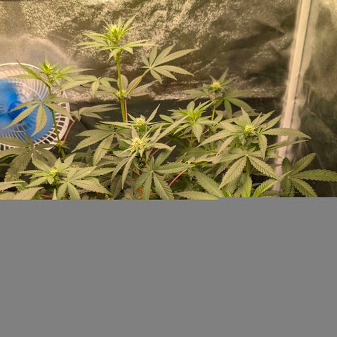 Tropicália growlog timeline photo