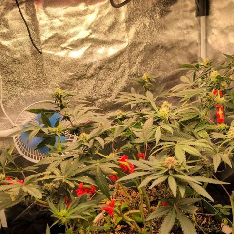 Tropicália growlog photo: Aroma de laranja bem cítrico. 
Algumas bananas desenvolveram nos últimos nodos de cima pra baixo entre a semana passada e essa. Fiz a remoção de todos