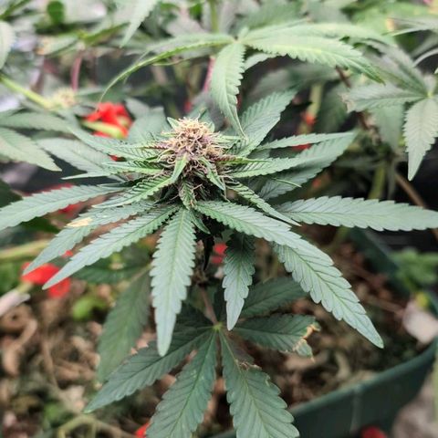 Tropicália growlog photo: Aroma de laranja bem cítrico. 
Algumas bananas desenvolveram nos últimos nodos de cima pra baixo entre a semana passada e essa. Fiz a remoção de todos