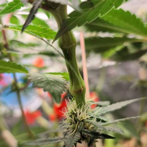 Tropicália growlog photo: Aroma de laranja bem cítrico. 
Algumas bananas desenvolveram nos últimos nodos de cima pra baixo entre a semana passada e essa. Fiz a remoção de todos