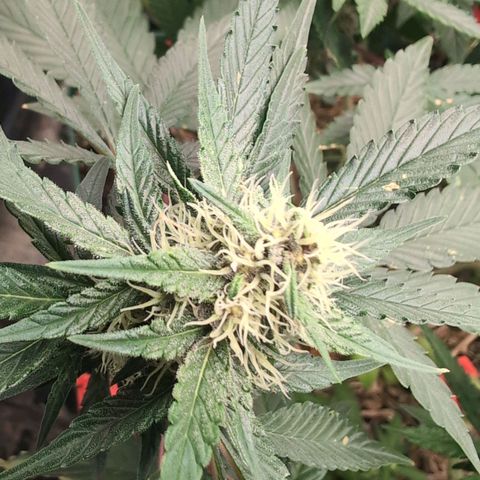 Tropicália growlog timeline photo