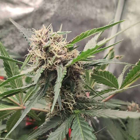Tropicália growlog timeline photo