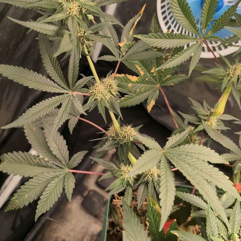 Tropicália growlog timeline photo