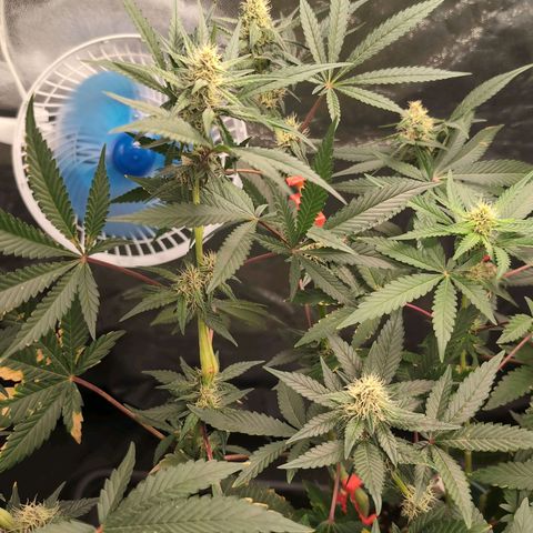 Tropicália growlog timeline photo