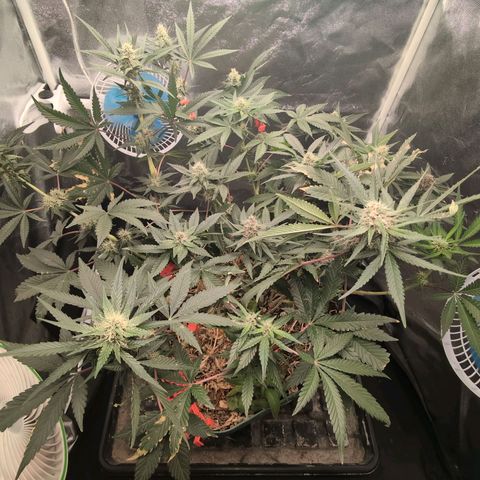 Tropicália growlog timeline photo