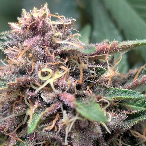 Tropicália growlog timeline photo