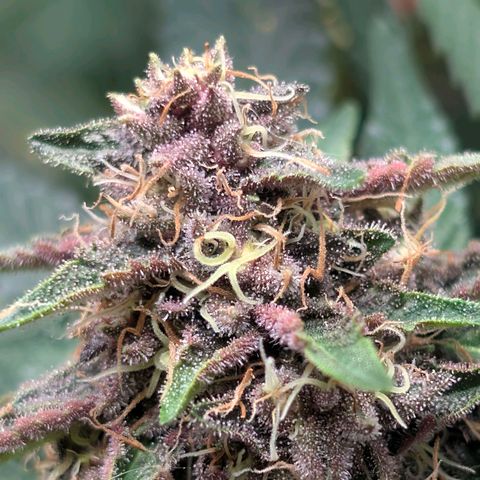 Tropicália growlog timeline photo