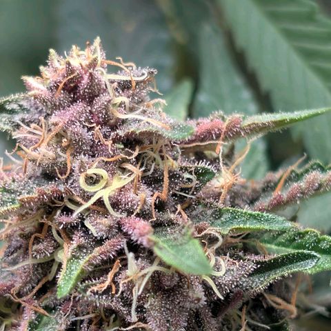 Tropicália growlog timeline photo