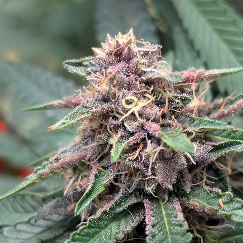 Tropicália growlog timeline photo
