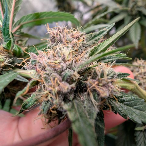 Tropicália growlog photo: Um galho foi colhido hoje. Menos de 3% âmbar e ~70% opaco