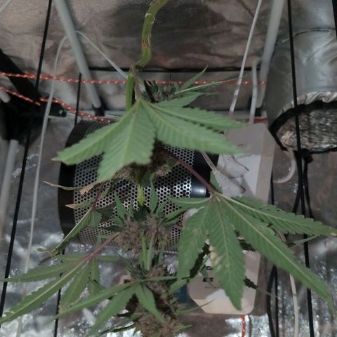 Tropicália growlog photo: Um galho foi colhido hoje. Menos de 3% âmbar e ~70% opaco
