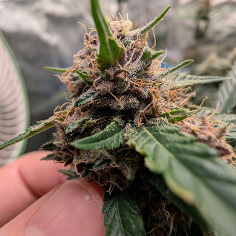 Tropicália growlog photo: Um galho foi colhido hoje. Menos de 3% âmbar e ~70% opaco
