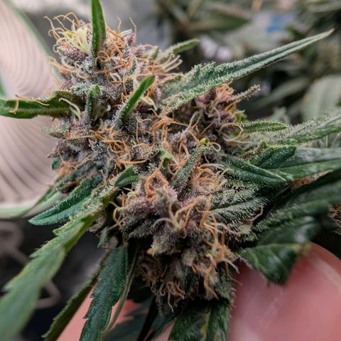 Tropicália growlog photo: Um galho foi colhido hoje. Menos de 3% âmbar e ~70% opaco